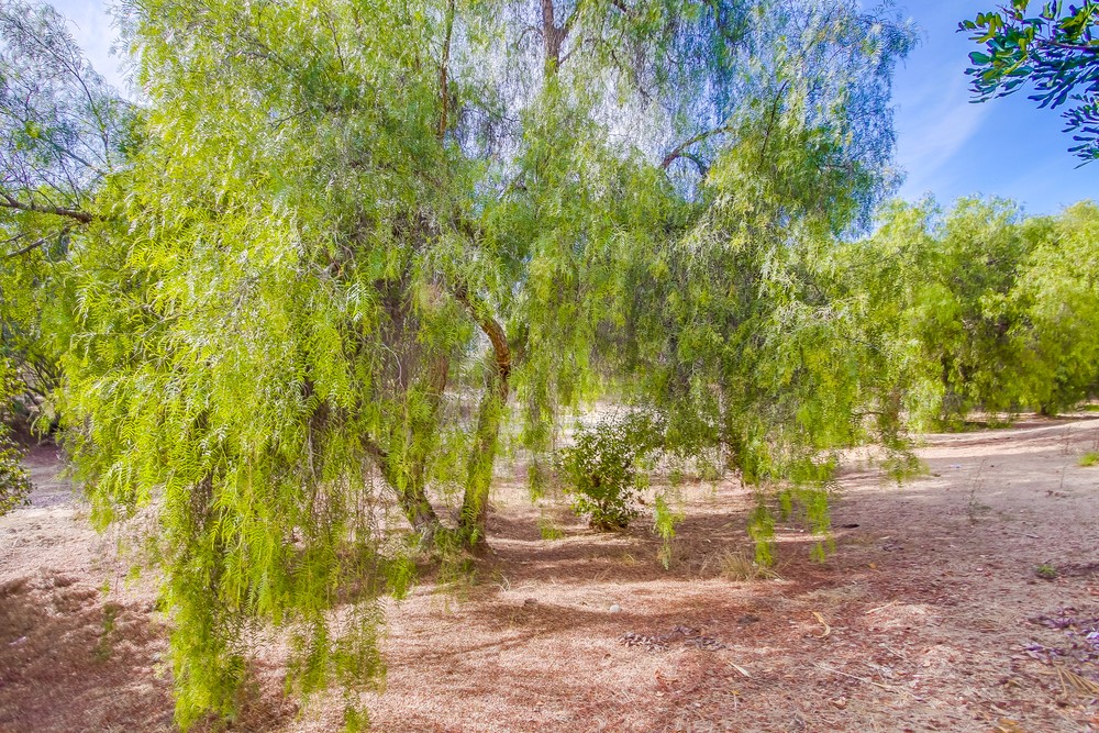 Virtual tour photo 54 of 64 for 1883 Manzana Way