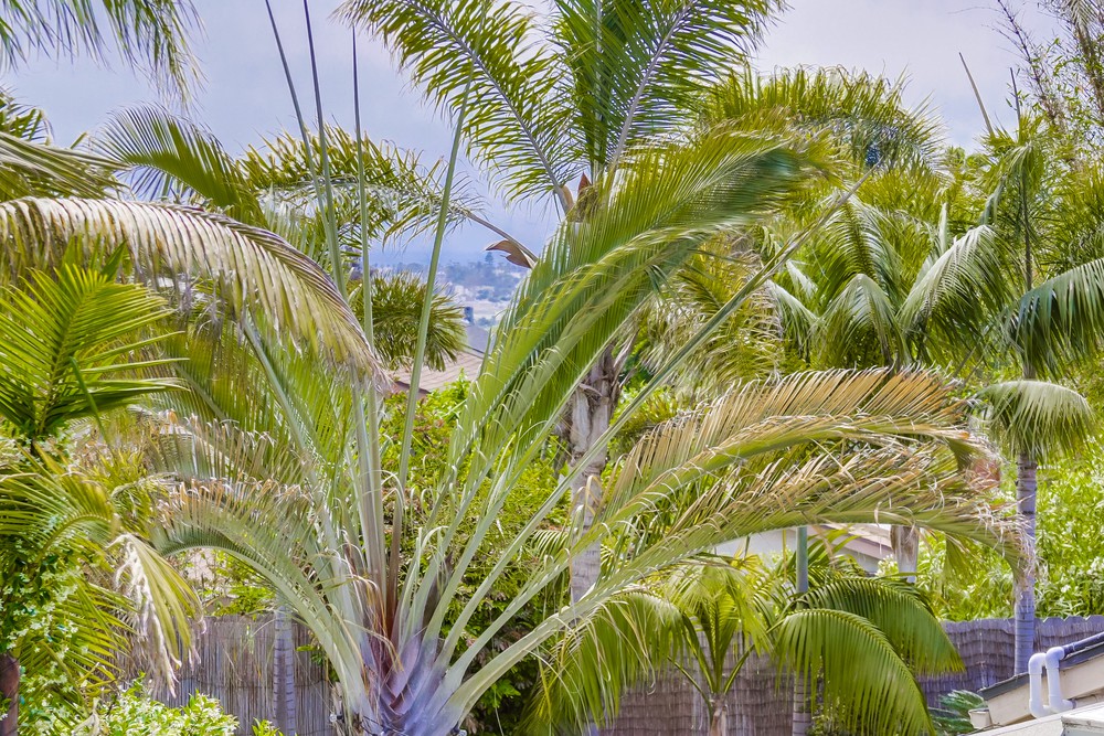 Virtual tour photo 108 of 108 for 3520 Vista De La Orilla