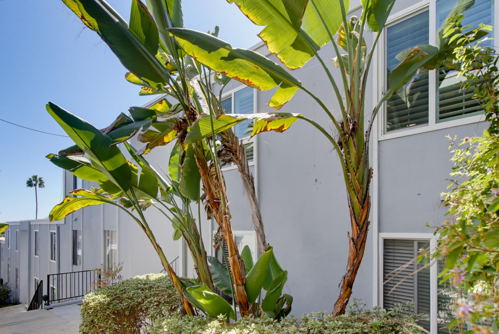 Virtual tour photo 11 of 81 for 4750 Noyes St Apt 218