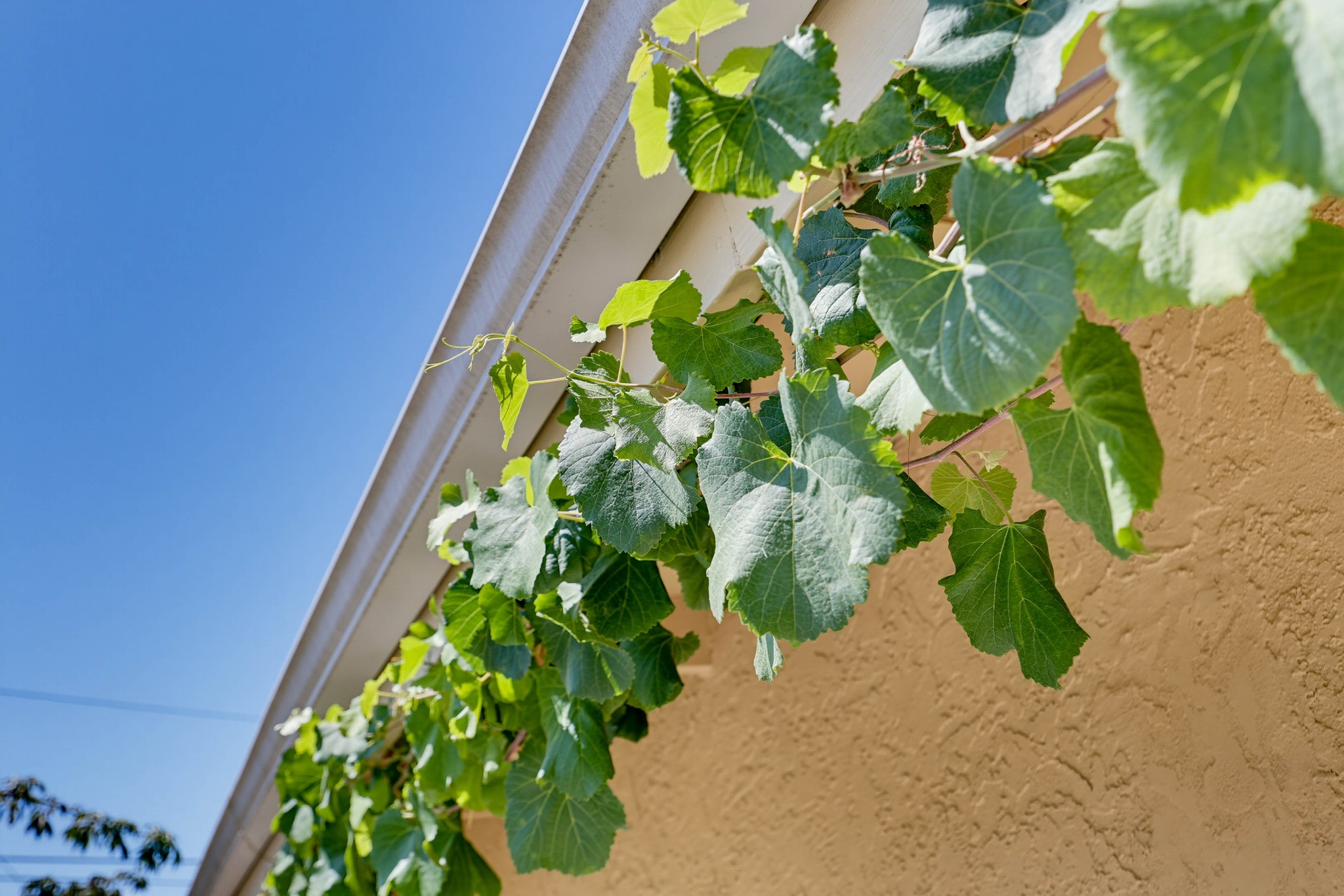 Virtual tour photo 53 of 52 for 4790 Solola Ave