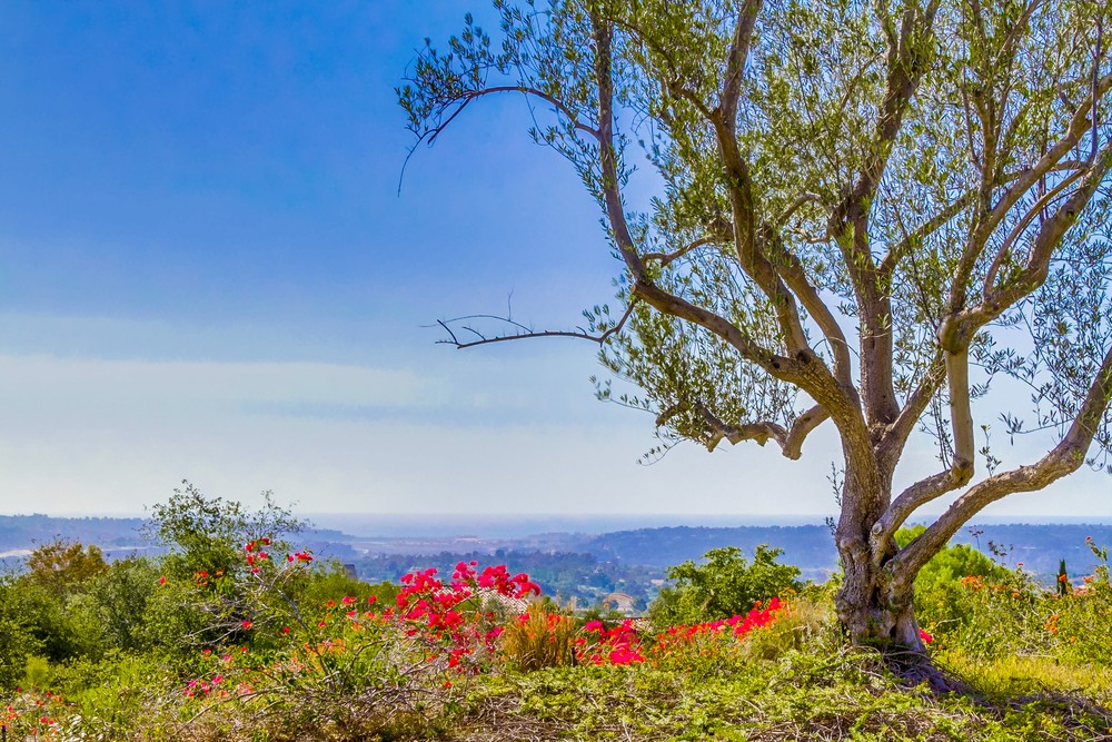 Virtual tour photo 89 of 91 for 8069 Entrada De Luz E