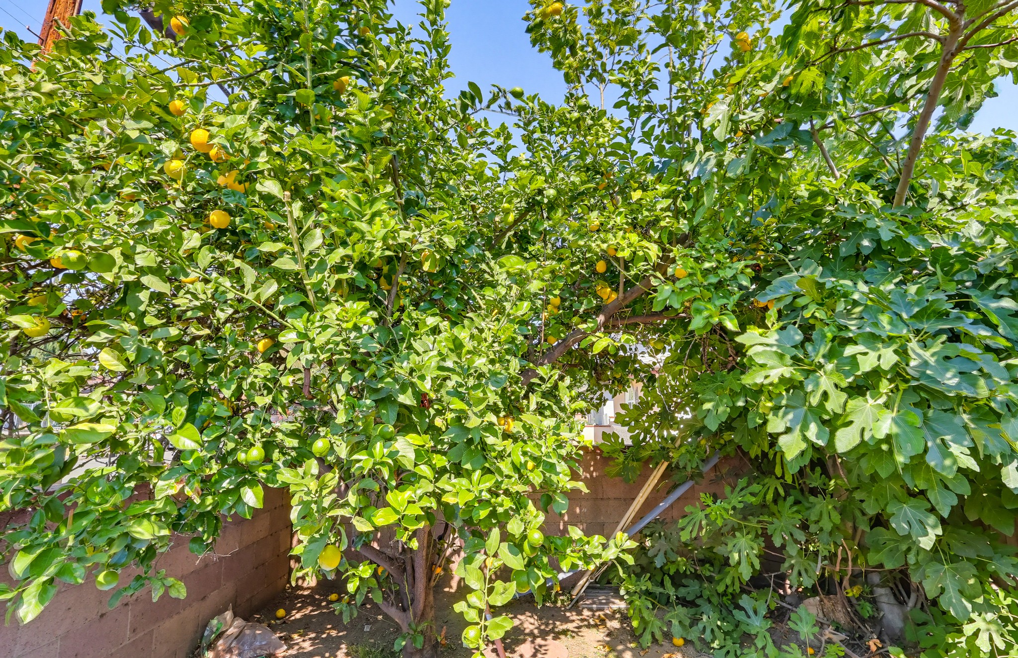 Virtual tour photo 71 of 82 for 9602 Olive St